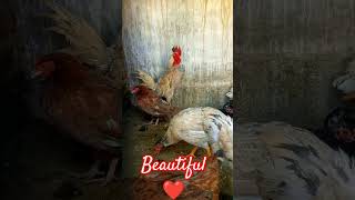 Duck,Partridge,Gooses,Chickens, Guinea fowls #cute #funny #viral #shorts #youtubeshort