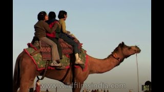 Tour-de-Thar Desert on Camel back, Rajasthan