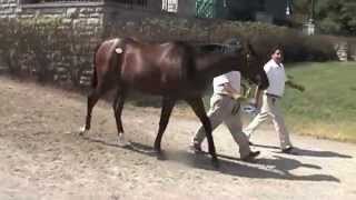 Our Entourage- 2012 Kentucky Derby prospect