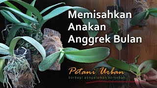 Memisahkan Anakan Anggrek Bulan