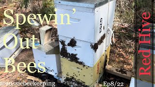 Huge Bee Numbers in the Red Hive - Aussiebeekeeping - 5th Red 22 -