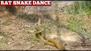 Snake Dance Video That Will Blow Your Mind