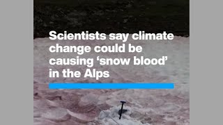 Why is there red snow in the Alps? | What is 'snow blood' and how is it linked to climate change? |