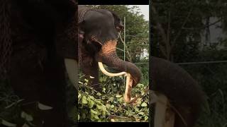 ඇත්ගාලේ දග මල්ල රාජු🍃❤️|raju tusker #elephant #tusker #viral #video #shots