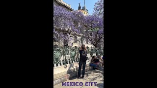 Mexico City Jacaranda Season 🇲🇽 💜 #PurpleFlowerTrees #Shorts