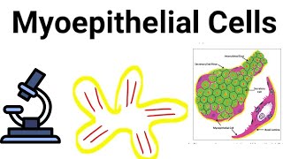 Myoepithelial Cells || What are myoepithelial Cells?