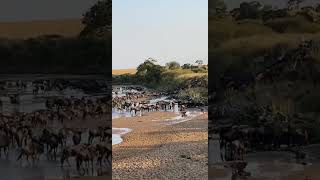 Watch the Great Migration unveiled before our sight: A breathtaking natural wonder