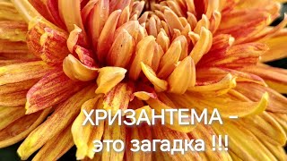 Хризантема - это загадка !!!