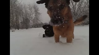 Dogs Play With Snow #shorts