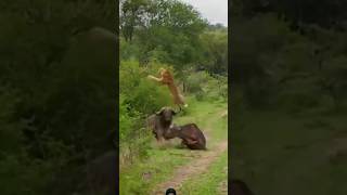 Buffalo 🔥vs🔥 Lion Fight #animals #wildlife #wildanimals #shortsfeed #shortvideo #viralvideo