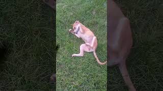 MY Dog Playing Really Funny 🐕🤣 #viral #dogs #animals