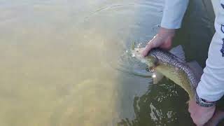 A customer releases a redfish from the Tampa Bay backwaters.