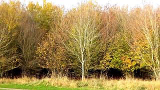 Nightingale Woods South Marston Wiltshire  Merry England Nov 2017.