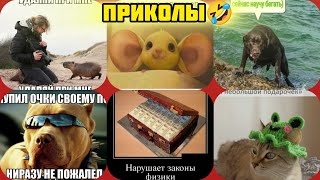 чемордан очки бег и шапочка смотри смешные картинки мемы котики приколы  🤣