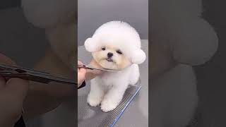 BICHONFRISE PUPPY ADORABLE GROOMING CARE AND STYLING 🙉🐶 #dog #adorable #funnyshorts #new