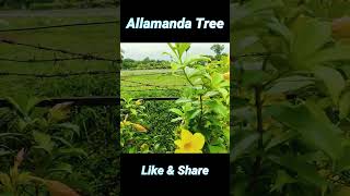 Allamanda Tree