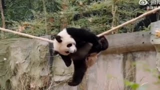 JinXiao is showing his Kung Fu skill to his sister Lunhui🐼🐼🥰|Panda HappyLand