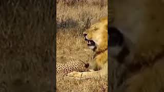 Lion attack tiger #youtubeshorts #shorts #short