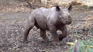 Tiny Endangered Rhino Baby Shower For Jozi