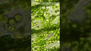 Moving plant chloroplast under microscope