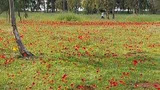 НА ЮГЕ ИЗРАИЛЯ ЦВЕТУТ АНЕМОНЫ и ПОСПЕЛИ ЦИТРУСОВЫЕ 🍋 🍋 КРАСОТА !!!  💐 🌼  💐