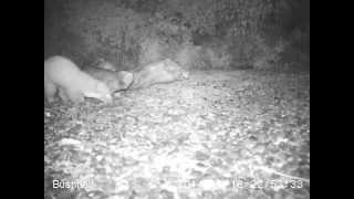 Pine Marten in garden of our Holiday Cottage