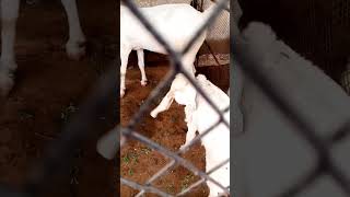 Goat Babies Cuteness 🤣 1