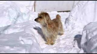 Snow Dogs 2011.mov