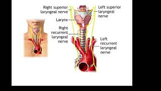 Adult Health Nursing- Lecture 20:  Management of Patients with Vascular Disorders -Arterial & Venous