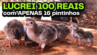 Muito Lucro com poucos pintinhos! Ganhe dinheiro na venda de Pintinhos 🐤 | AGROCRIACAO