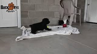 Playful Cocker Spaniel Puppies