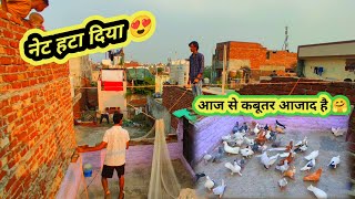 Net Hata Diya 😍 Aaj Se Kabootar Aajad Hai 🤗 || एक कबूतर उड़ भी गया 😱 #pets #vlog #harshpigeontips