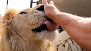 The LION Doctor | The Lion Whisperer