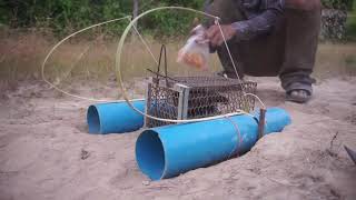 easy snake trap - Simple python snake trap make from pvc pipe