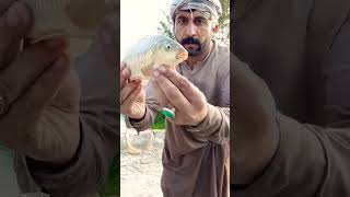 gulfam fish village river hunt🎏#ytshort #fishing #fish kpk🌴