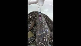 Collecting Blood from a Snake - Coletando sangue de uma Cobra