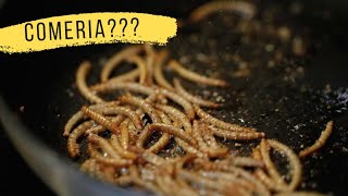 Larvas e grilos, você comeria? |5| México