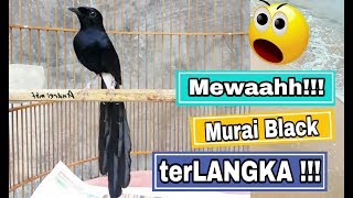 MURAI BATU UNIK dan LANGKA !!! BLACK SHAMA | MURAI BATU DADA HITAM