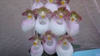 Micranthum Orchid From China