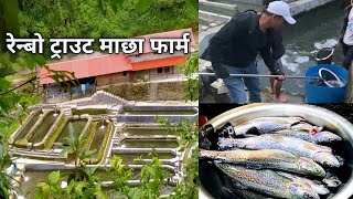 Rainbow trout माछा / Kimtang Rainbow Trout Farm