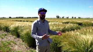 Plot Shot August 5 Maximizing Barley Yields