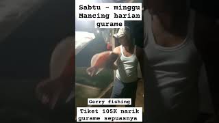 Umpan Gurame || Mancing harian gurame #pemancingangeri #pemancingangurame #mancingmania #fyp