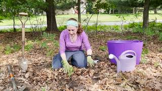 Mondays with Martha #162 - Native Plant Installation Basics