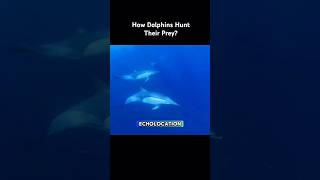 How Dolphins Hunt Their Prey? #animals #shorts  #shortsfeed #shortsviral #science