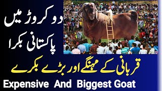 Top 10 Most  Biggest Goat In The World | Expensive Bakra In Pakistan|Bakra Eid special |Maila Ruba