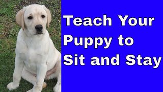 How to begin teaching stay to your puppy