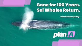 Gone for 100 Years. The Sei Whale Returns.