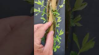 🦩 Flamingo Willow Wednesday Taking Cuttings From Young Shoots