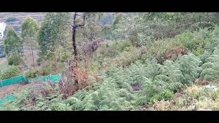 kodaikanal Villupati from lake 3 kilometers  land for sale.88389 52994