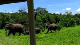 Chobe Elephants up close with Vayeni